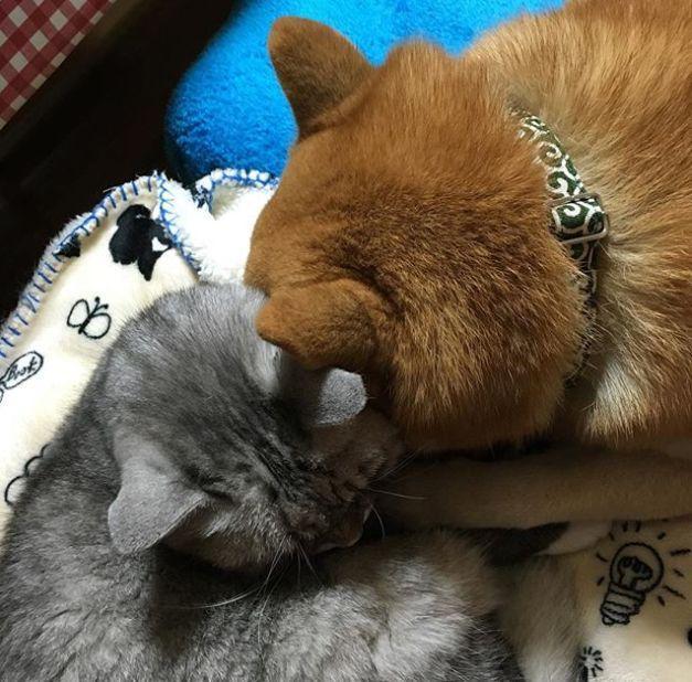 日本一柴犬以为自己是猫 每天和只橘猫混一起后 画风变成了这样 澳洲亿忆网