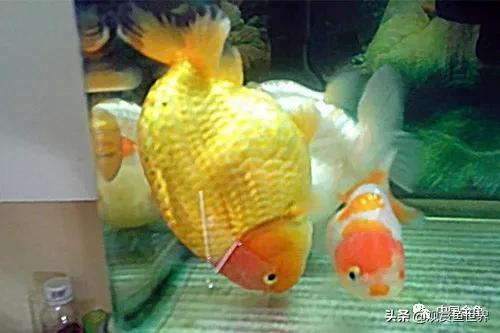 如果这8个症状出现 金鱼正在不舒服 鱼友就要千万注意了 亿忆澳洲 如果这8个症状出现 金鱼正在不舒服 鱼友就要千万注意了 亿忆澳洲