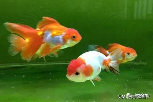 如果这8个症状出现 金鱼正在不舒服 鱼友就要千万注意了 亿忆澳洲 如果这8个症状出现 金鱼正在不舒服 鱼友就要千万注意了 亿忆澳洲