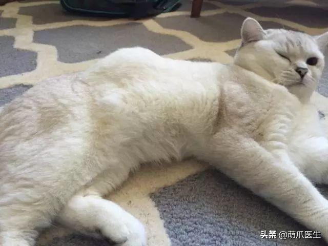 猫有这些小异常，可能是癌症前兆澳洲亿忆网