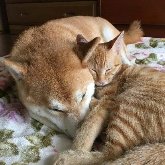日本一柴犬以为自己是猫 每天和橘猫混一起 图 亿忆澳洲 日本一柴犬以为自己是猫 每天和橘猫混一起 图 亿忆澳洲