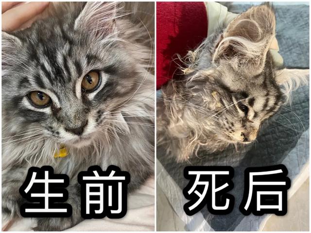 在网上花1万多买的缅因猫，带回家10天就死了。-澳洲亿忆网