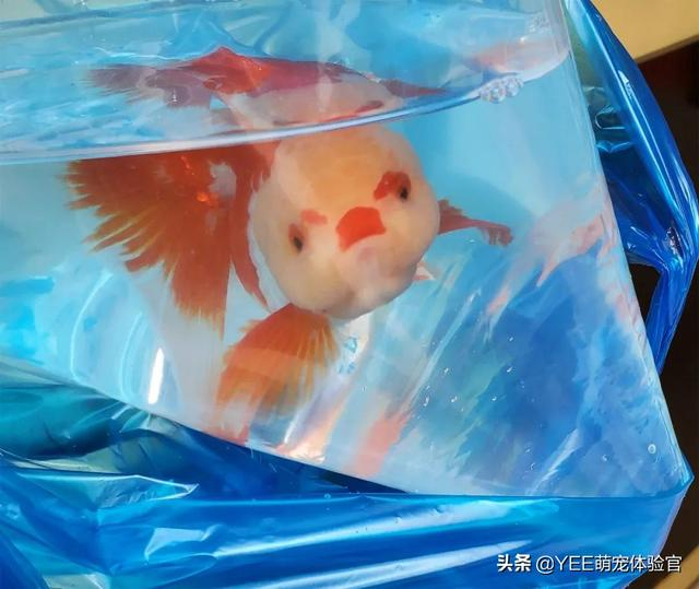 养鱼环境越来越好 为什么养金鱼的人越来越少 澳洲亿忆网 养鱼环境越来越好 为什么养金鱼的人越来越少 澳洲亿忆网