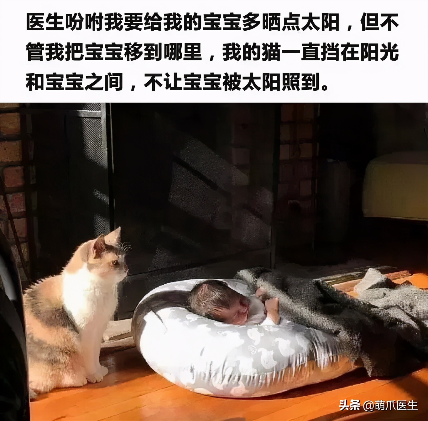 这猫一晒太阳尾巴就上天，网友：蛋蛋要走光了-澳洲亿忆网