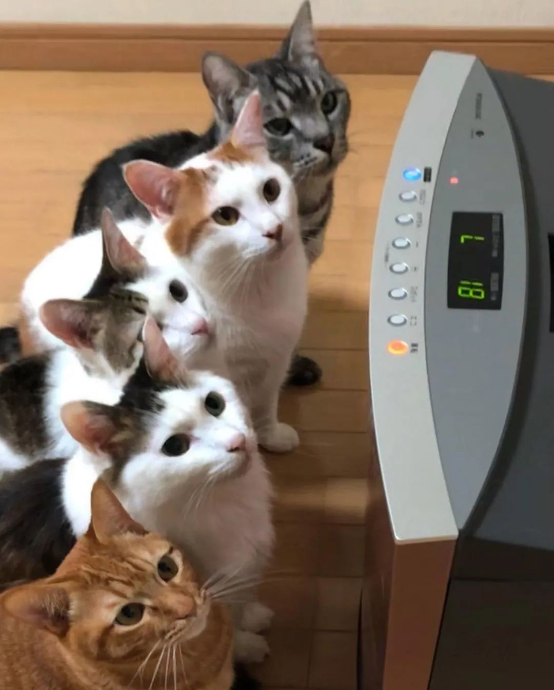 养猫大户冬天的烦恼：总有一只喵，会被烤焦哇澳洲亿忆网