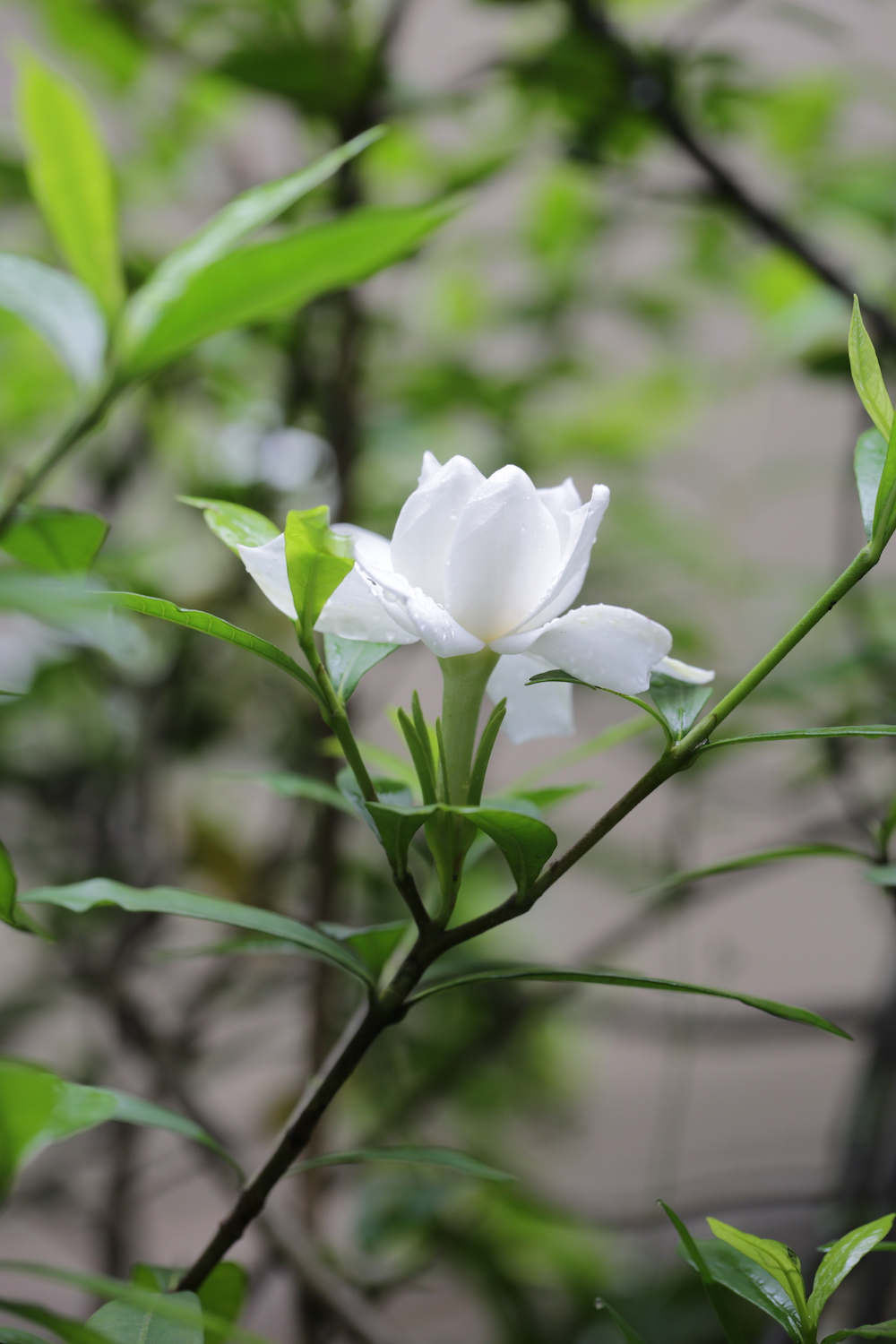梔子花原精• plantlightsound.com