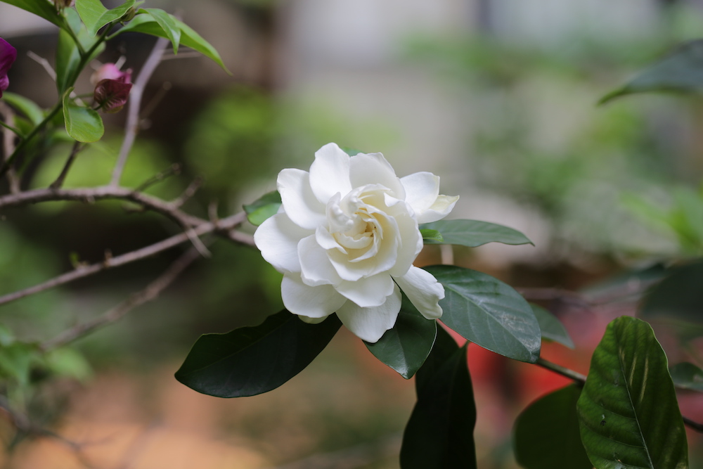 栀子花 - TCM Herbs - TCM Wiki