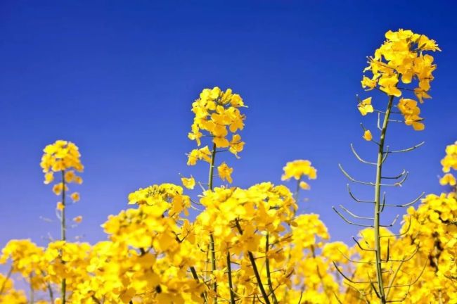 2372○A～S！6㎜在庫最後片穴 70粒【藍JAPANブルー】高級花珠本貝真珠-