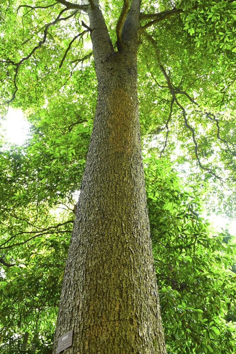 贵州发现高50米的千年金丝楠木，估值10亿，村民：给多少钱都不卖-澳洲 
