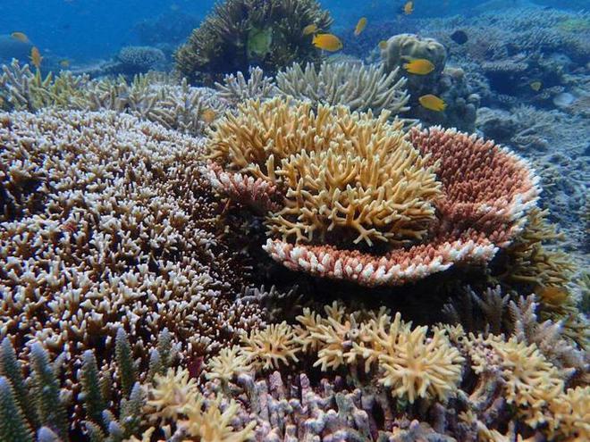 珊瑚线的奇妙世界：钙化探索与古生态学前沿-澳洲亿忆网